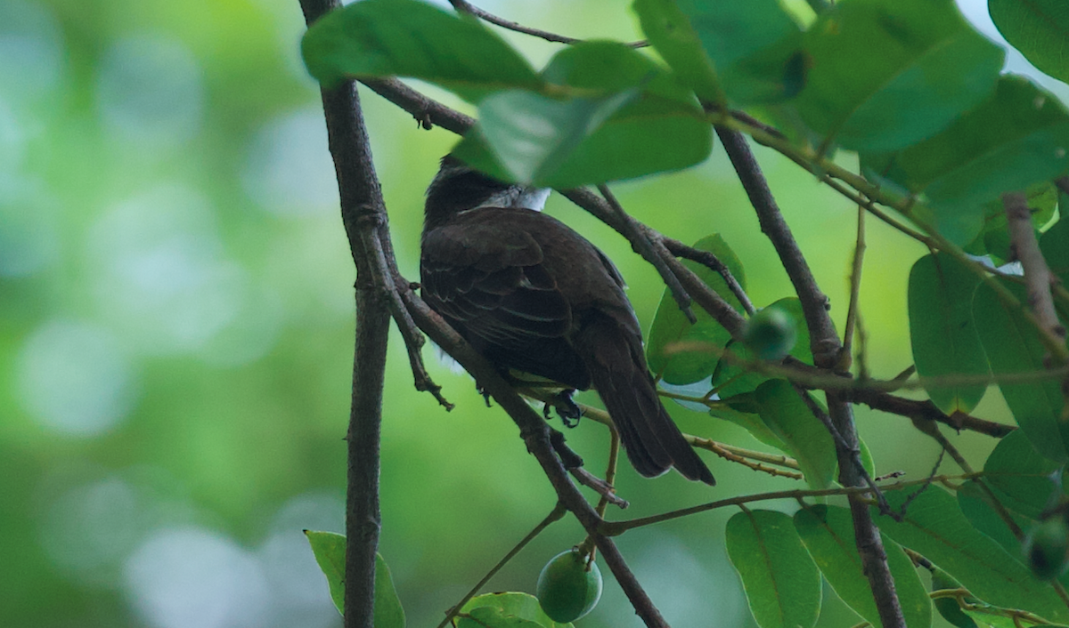 Piratic Flycatcher - ML639238644