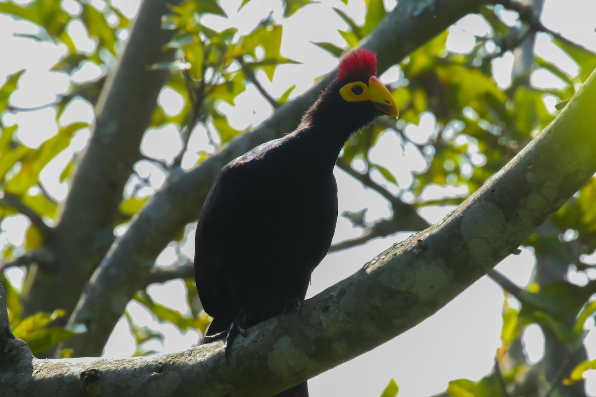 Ross's Turaco - ML639238675