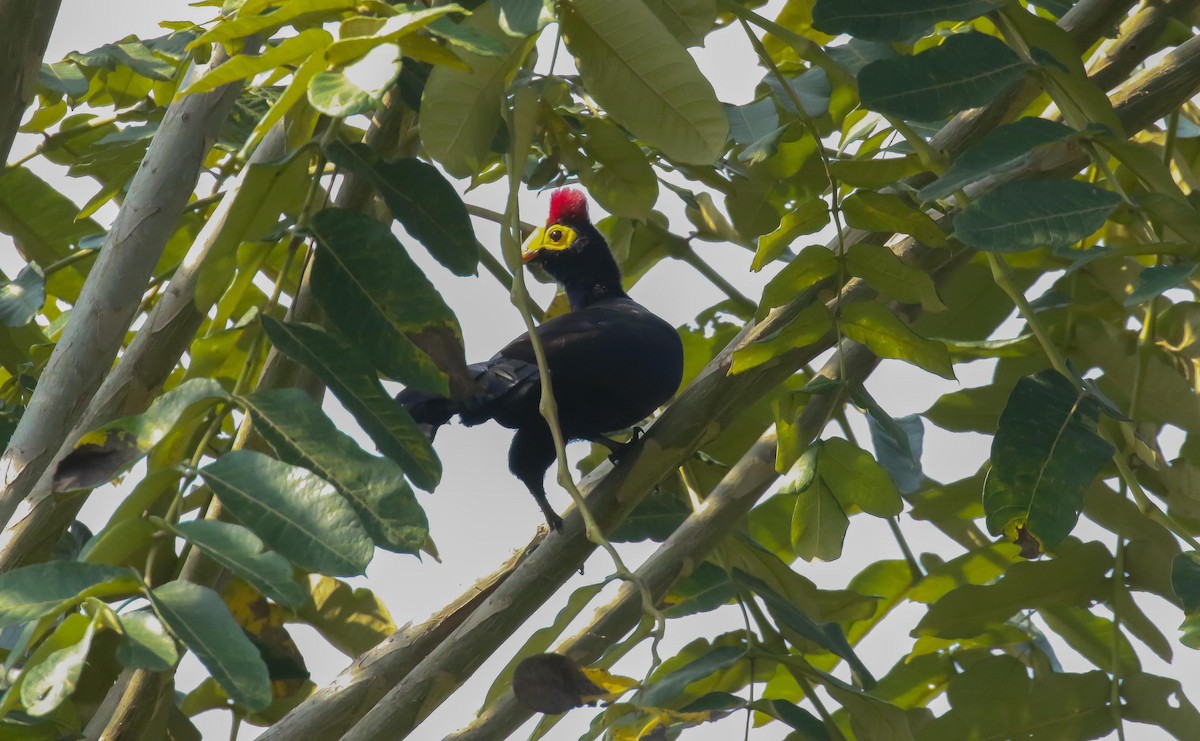 Ross's Turaco - ML639238676
