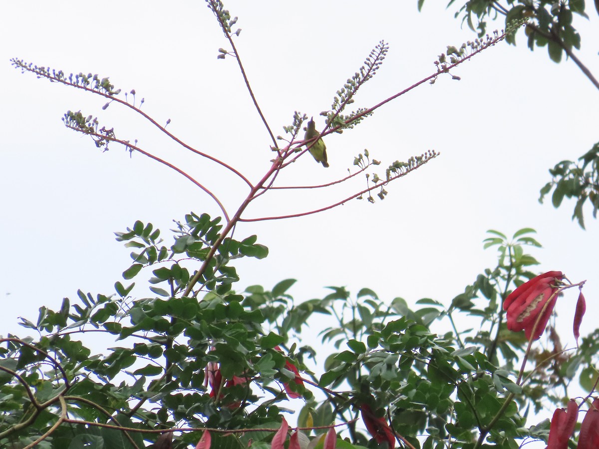 Thick-billed Spiderhunter - ML639238679