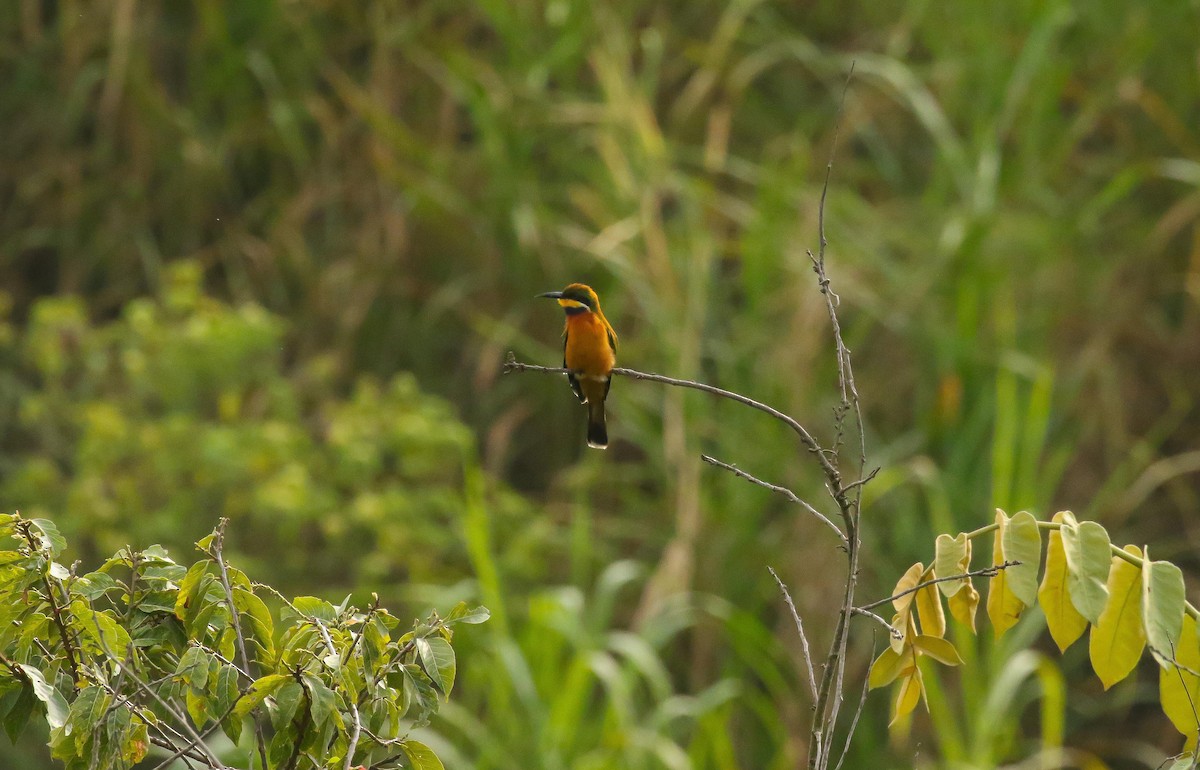 Cinnamon-chested Bee-eater - ML639238680