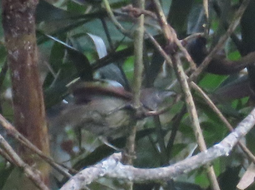 Bold-striped Tit-Babbler - ML639238685