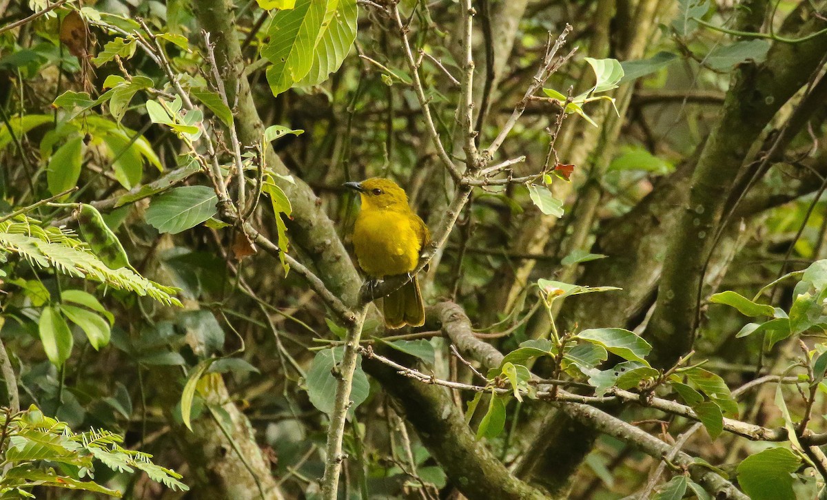 Joyful Greenbul - ML639238687