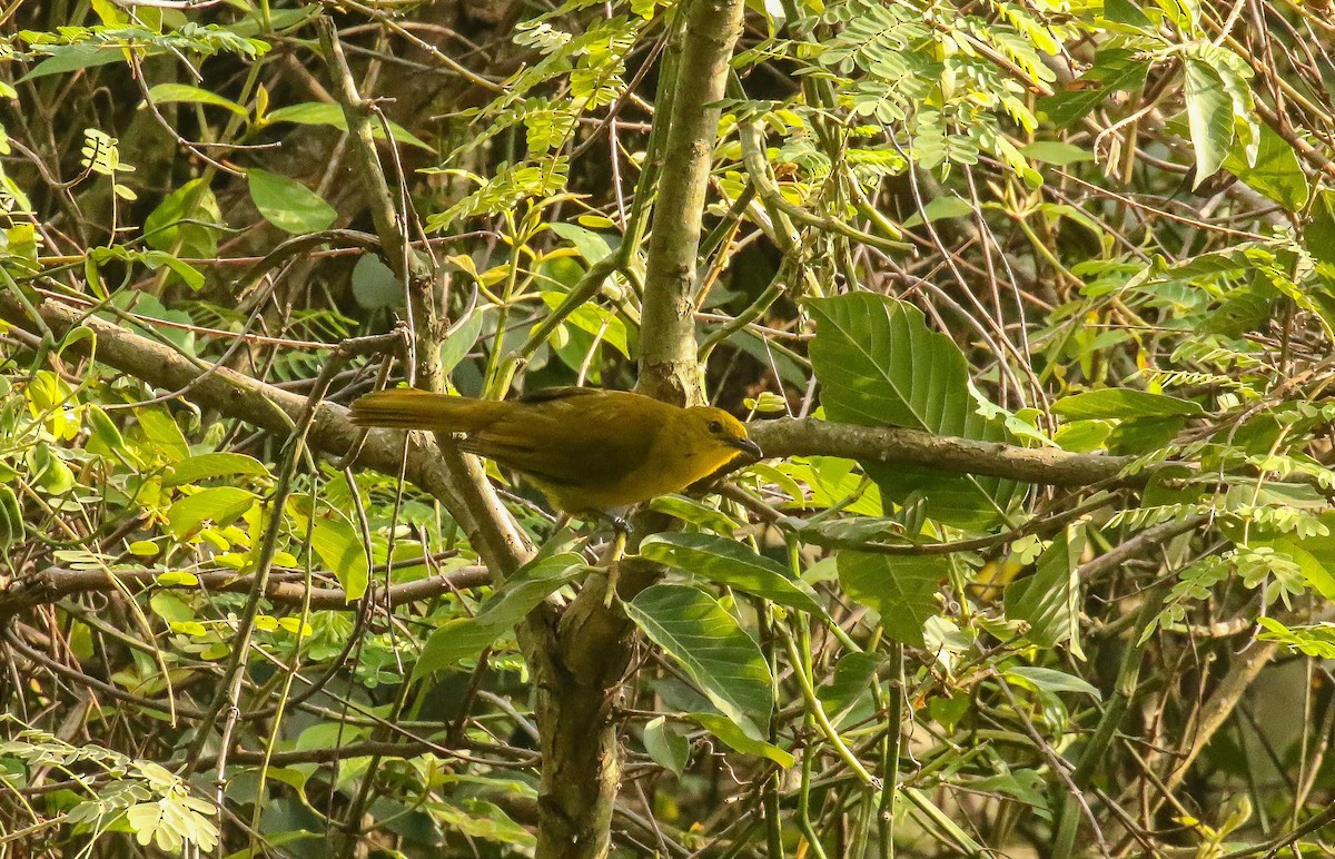 Joyful Greenbul - ML639238688