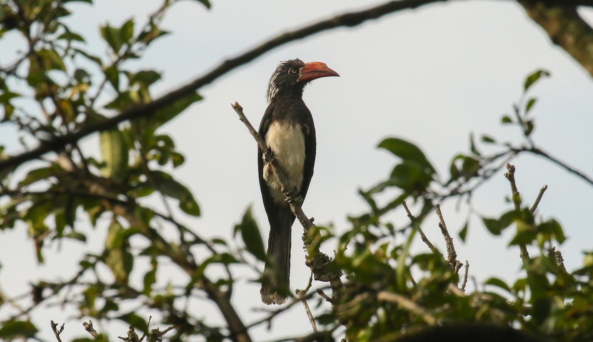 Crowned Hornbill - ML639238691