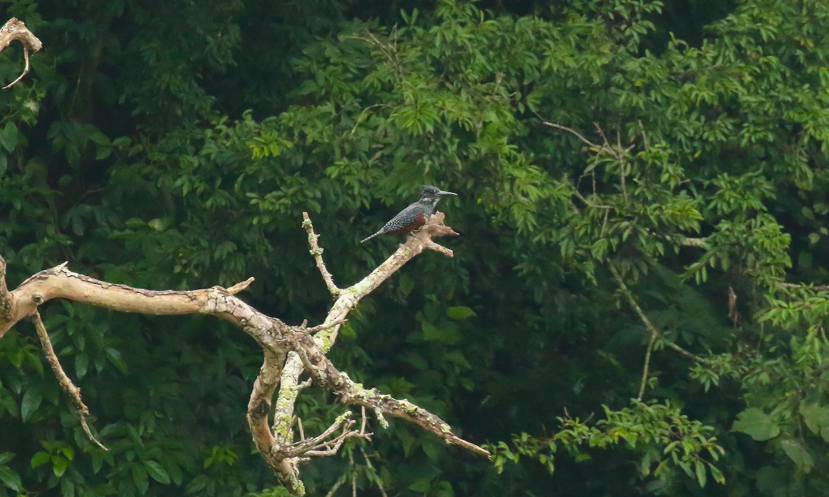 Giant Kingfisher - ML639238692