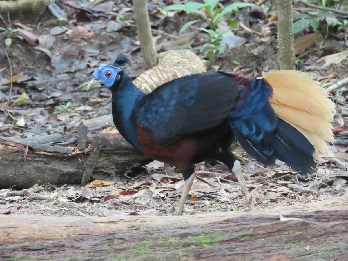 Bornean Crested Fireback - ML639238736