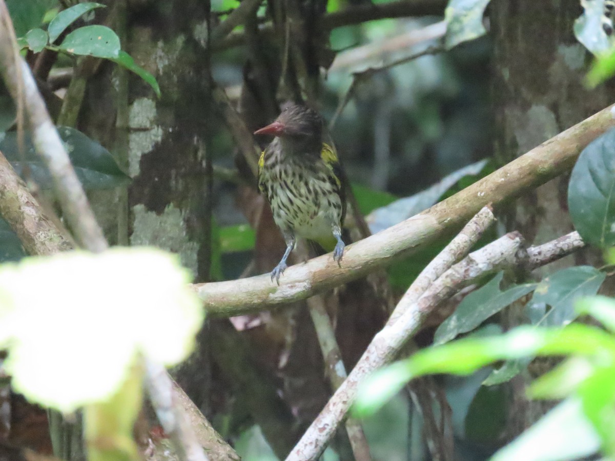 Ventriloquial Oriole - ML639238753