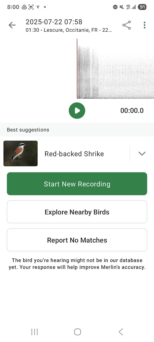 Red-backed Shrike - ML639238764