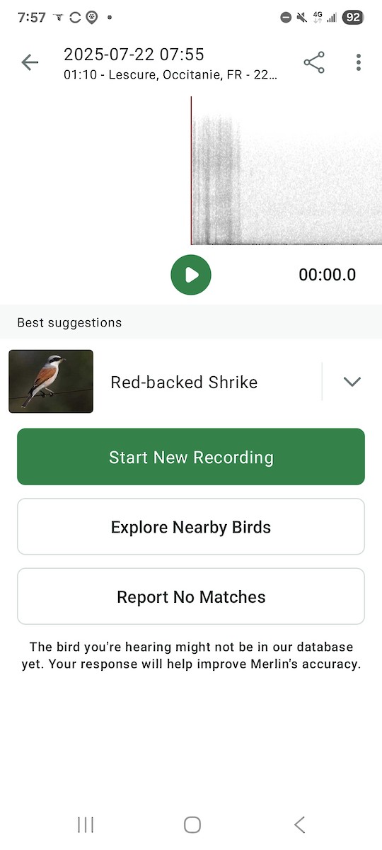 Red-backed Shrike - ML639238765