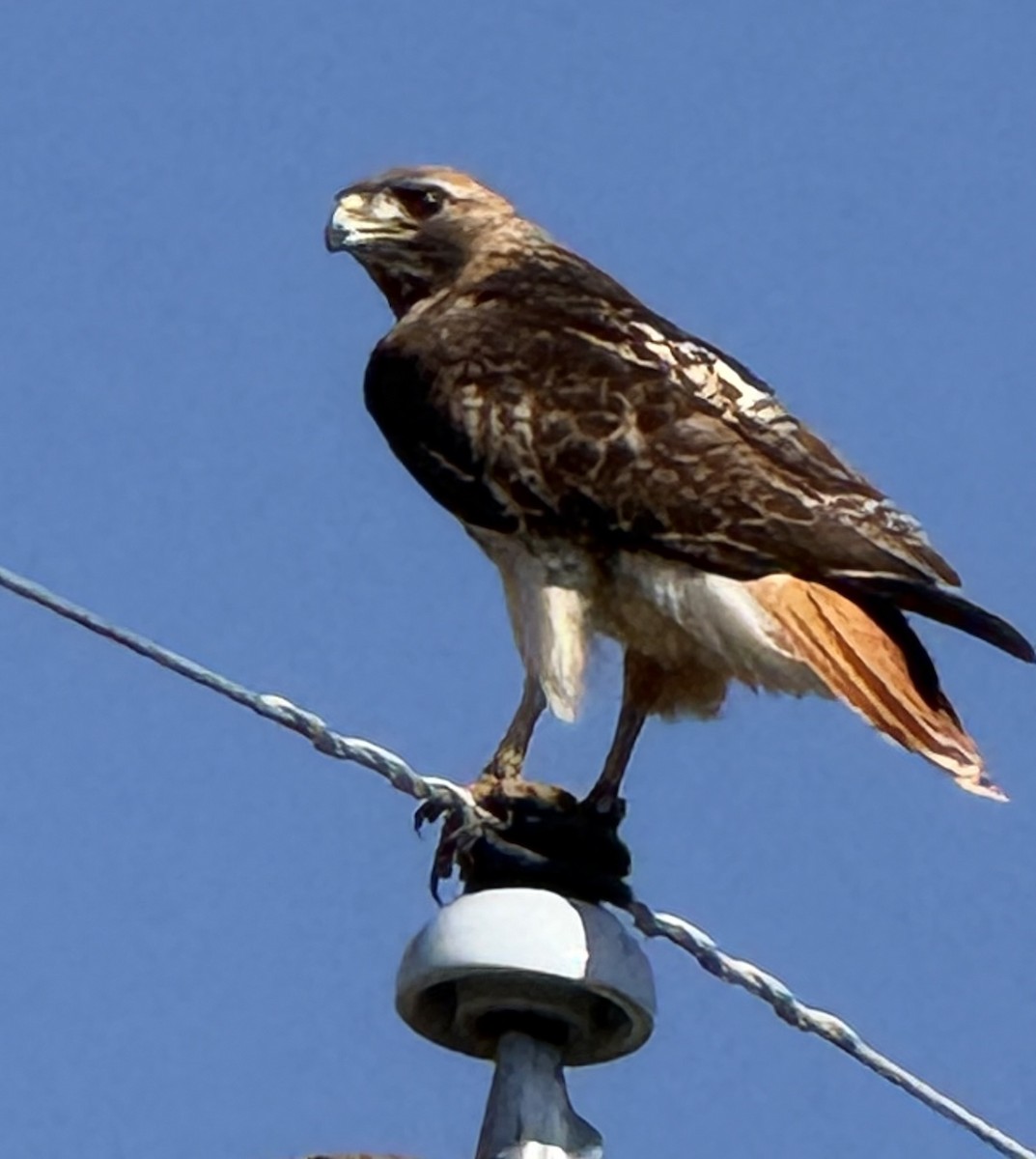 Red-tailed Hawk (calurus/alascensis) - ML639238783