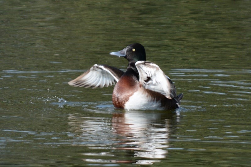 Baer's Pochard - ML639238806