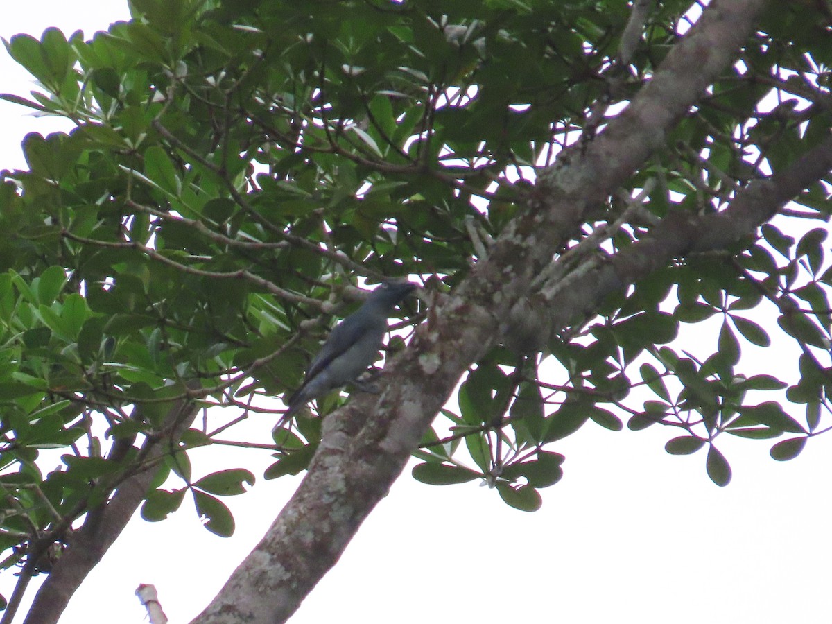 Bar-bellied Cuckooshrike - ML639238807