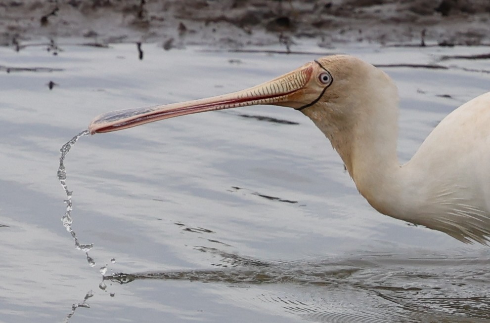 Yellow-billed Spoonbill - ML639238988