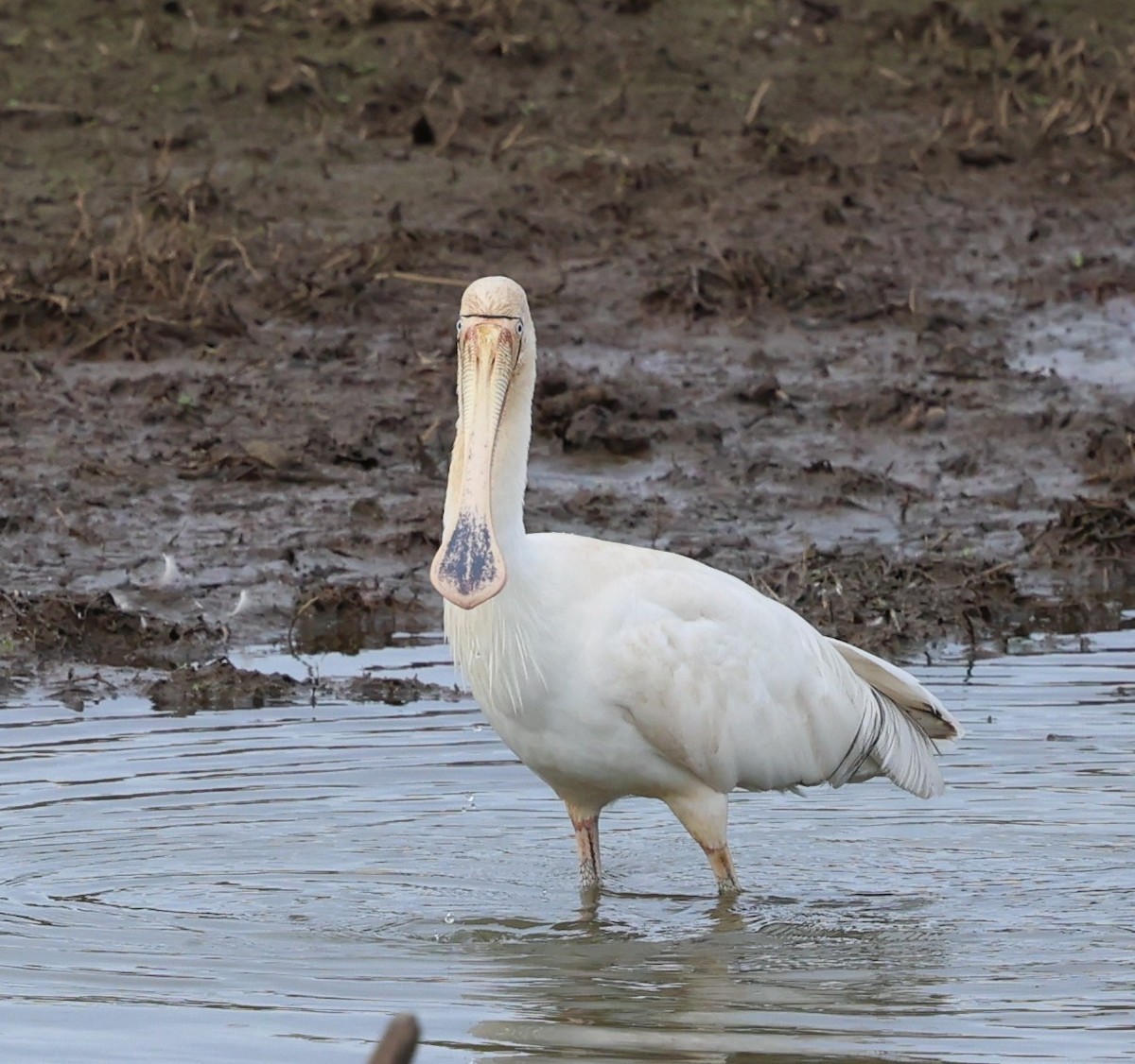Yellow-billed Spoonbill - ML639238989