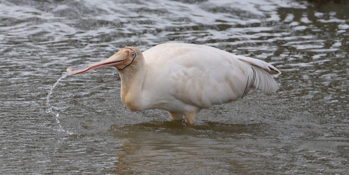 Yellow-billed Spoonbill - ML639238990