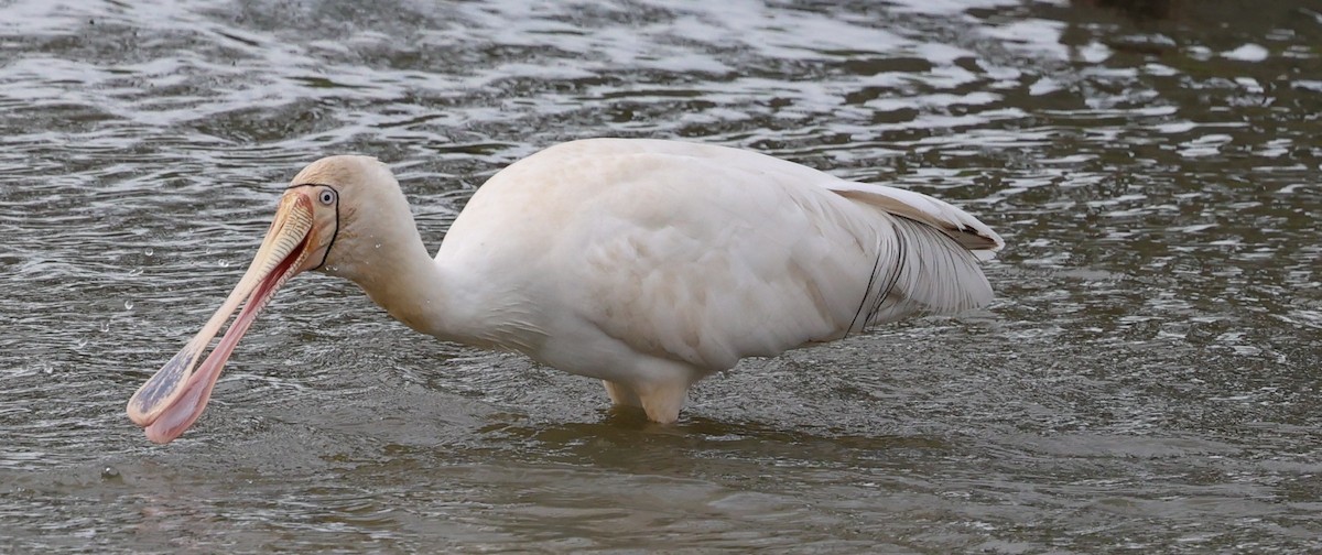 Yellow-billed Spoonbill - ML639238991