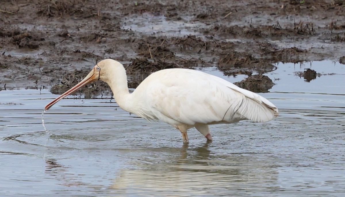 Yellow-billed Spoonbill - ML639238992
