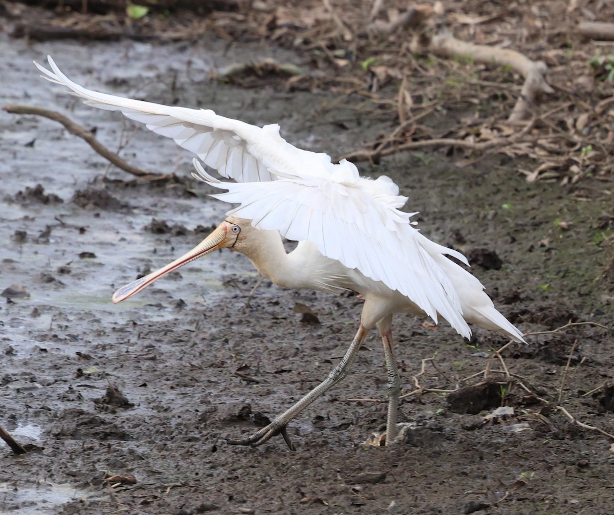 Yellow-billed Spoonbill - ML639238993