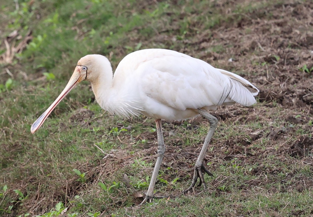 Yellow-billed Spoonbill - ML639238994
