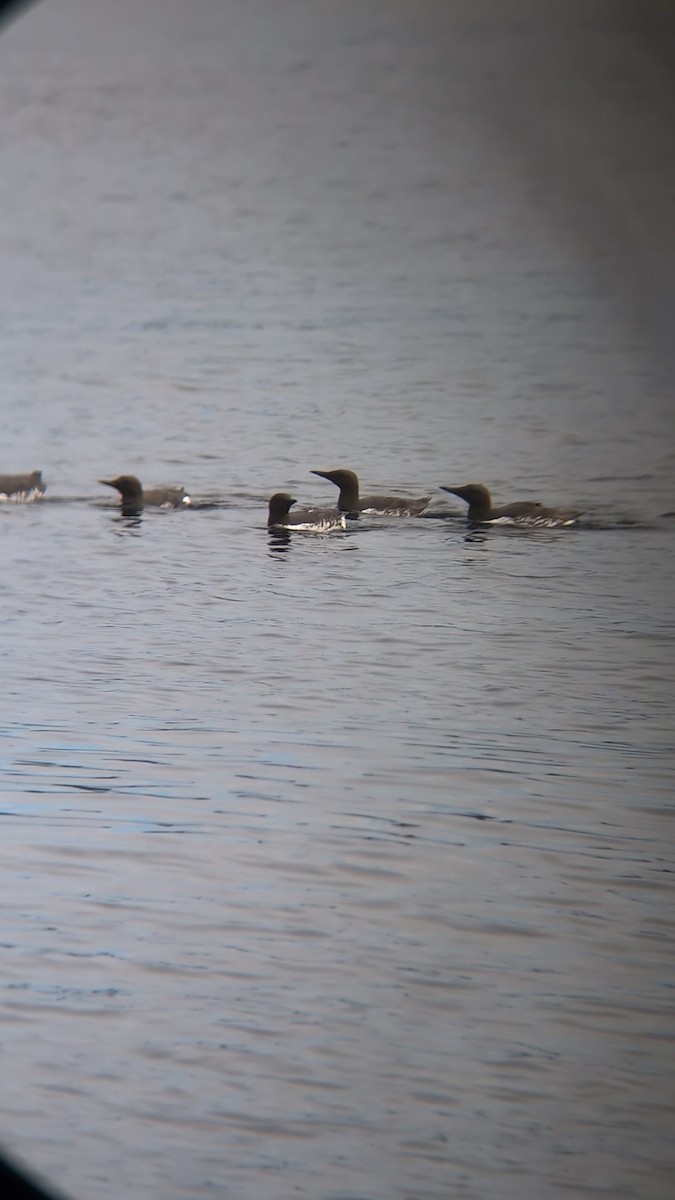 Common Murre - ML639239006