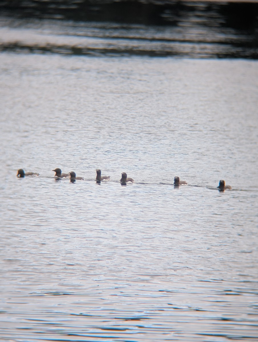 Common Murre - ML639239007