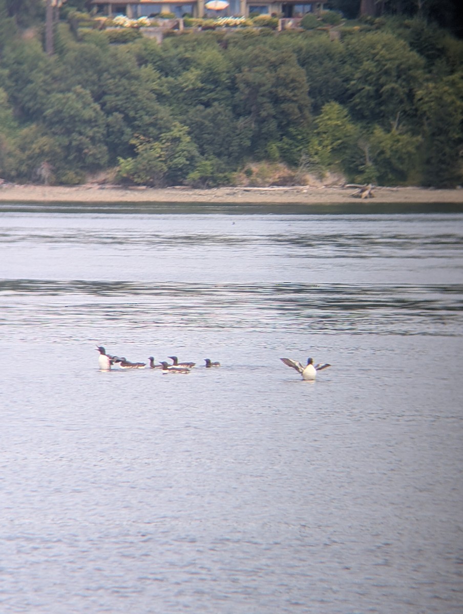 Common Murre - ML639239008