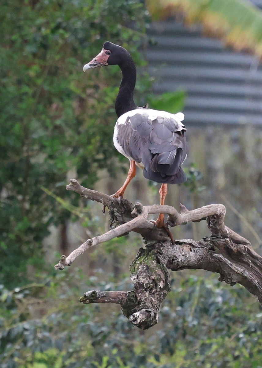 Magpie Goose - ML639239043