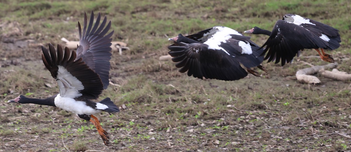 Magpie Goose - ML639239044