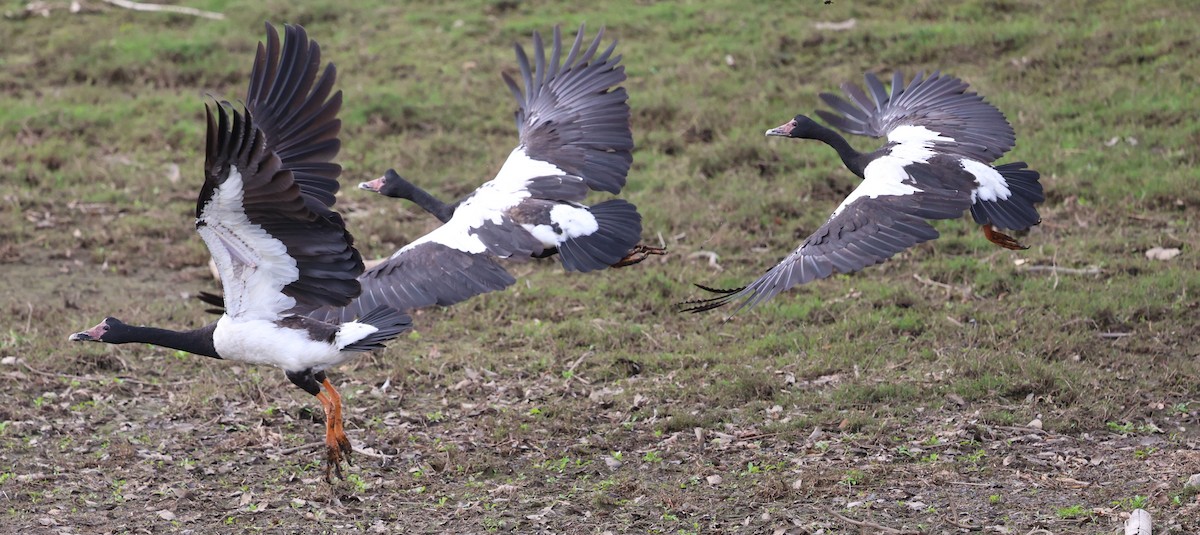 Magpie Goose - ML639239045