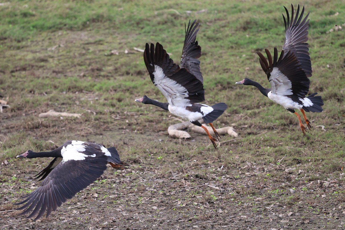 Magpie Goose - ML639239046