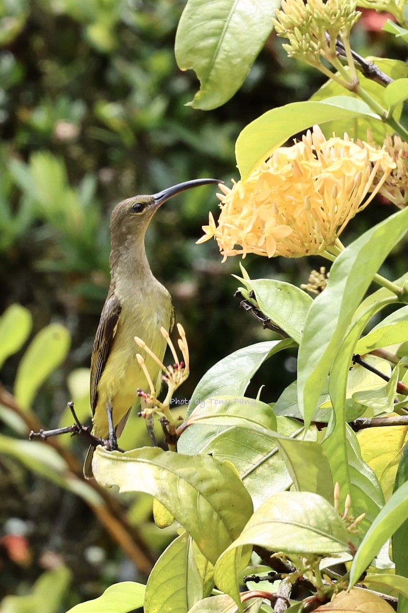 Thick-billed Spiderhunter - ML639239047