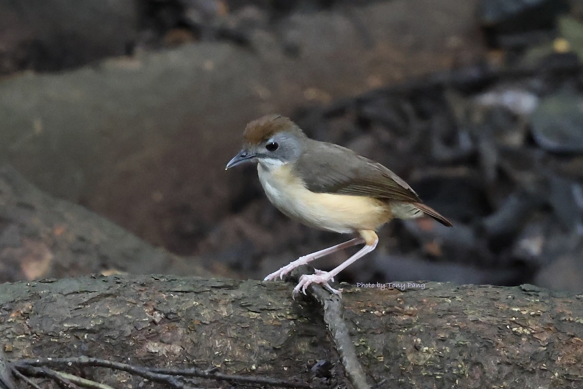 Short-tailed Babbler (Leaflitter) - ML639239069