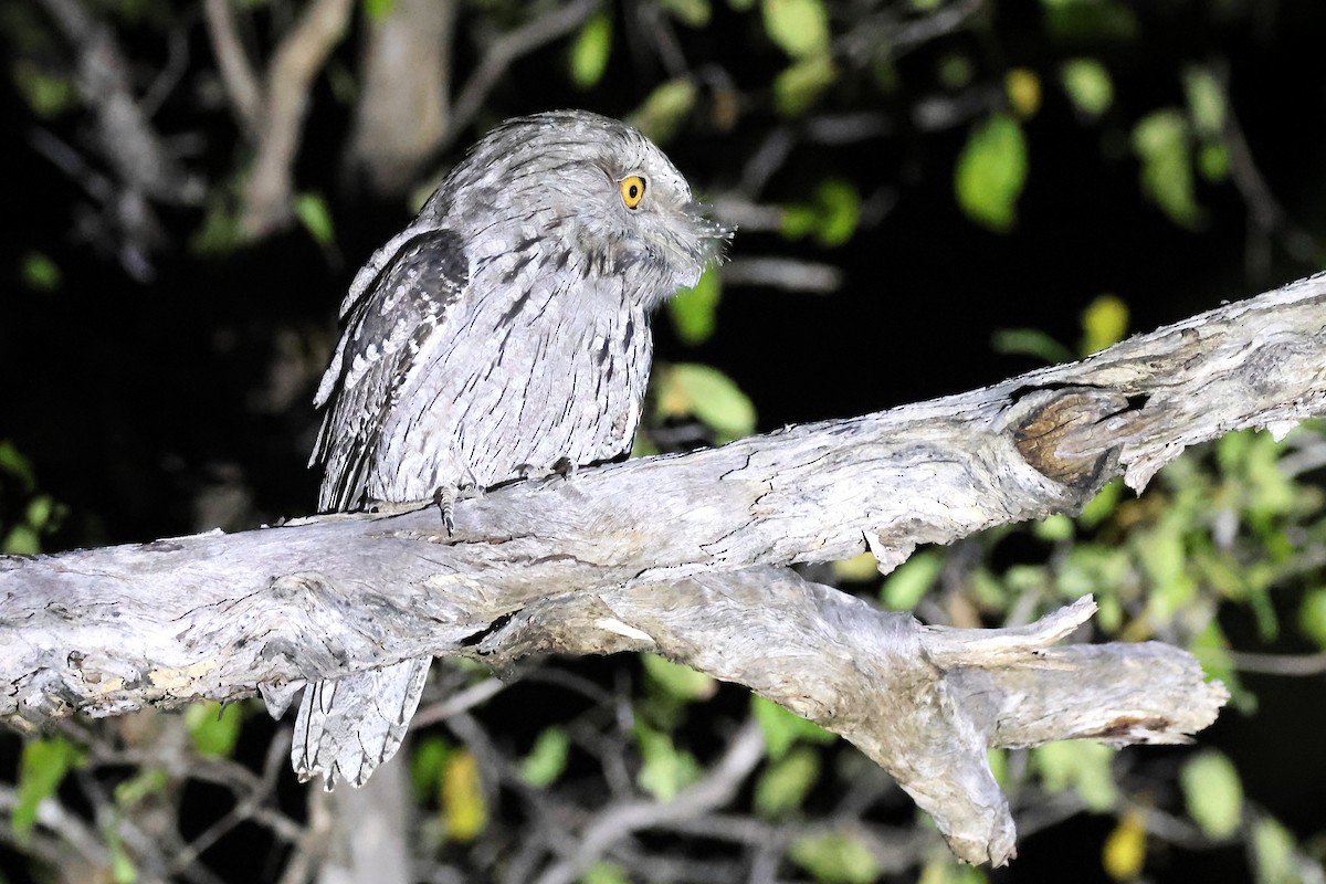 Tawny Frogmouth - ML639239157