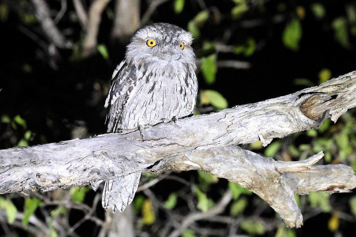 Tawny Frogmouth - ML639239158
