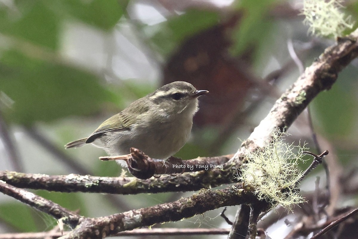 Mountain Leaf Warbler - ML639239181