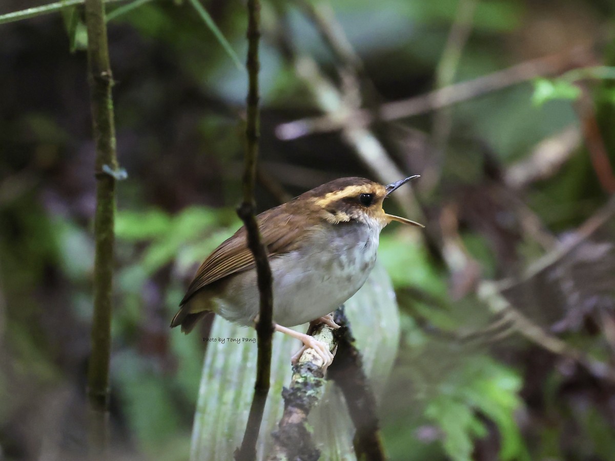 Bornean Stubtail - ML639239187