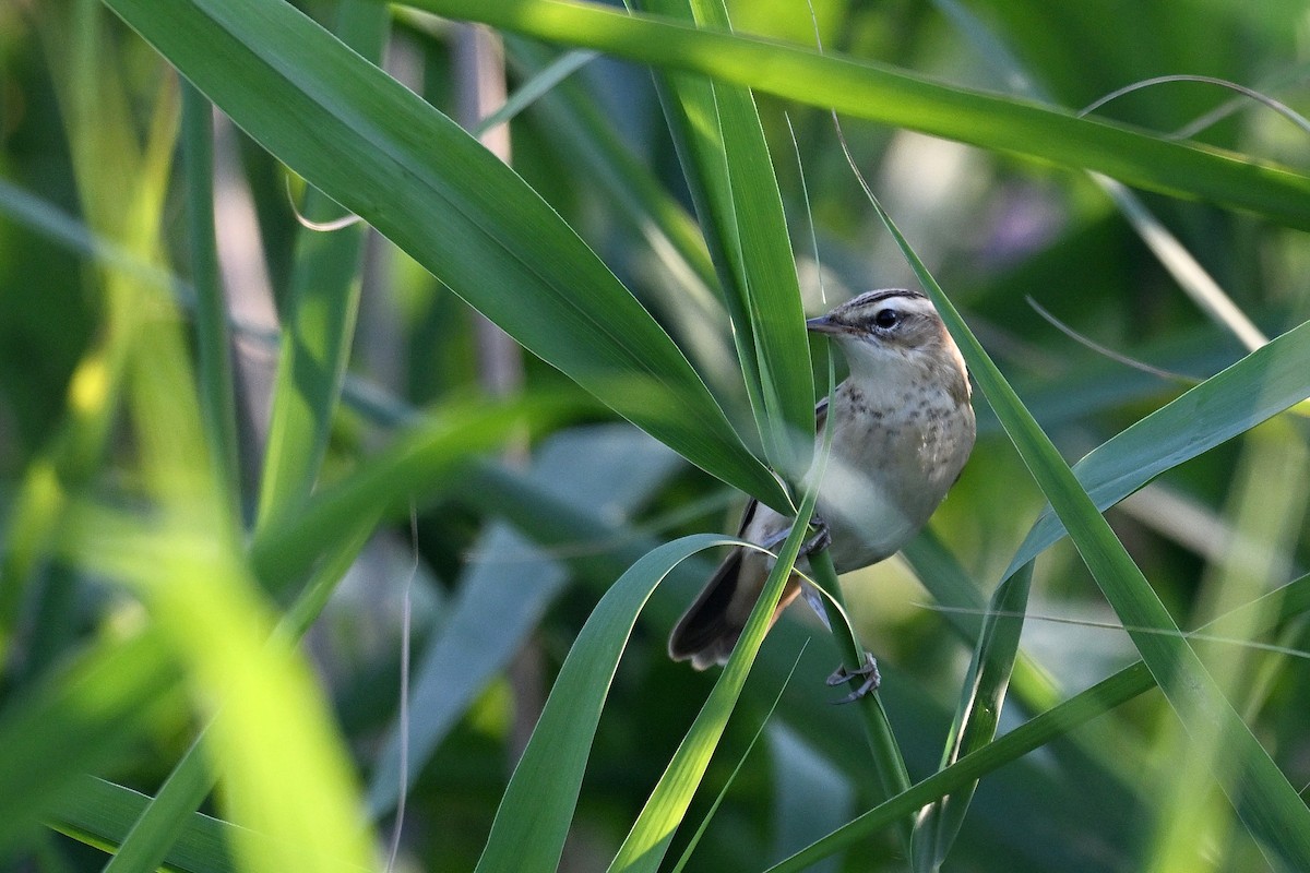 Sedge Warbler - Igor Długosz
