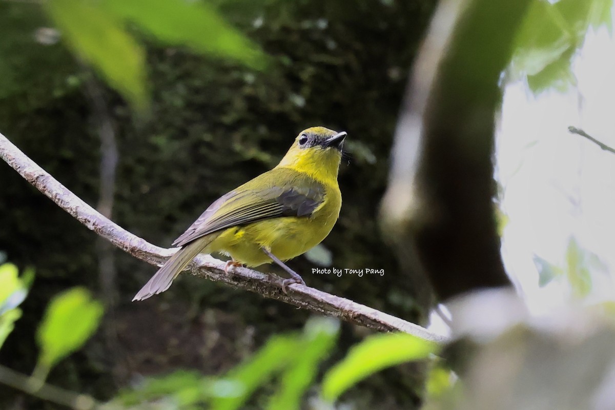 Bornean Whistler - ML639239311