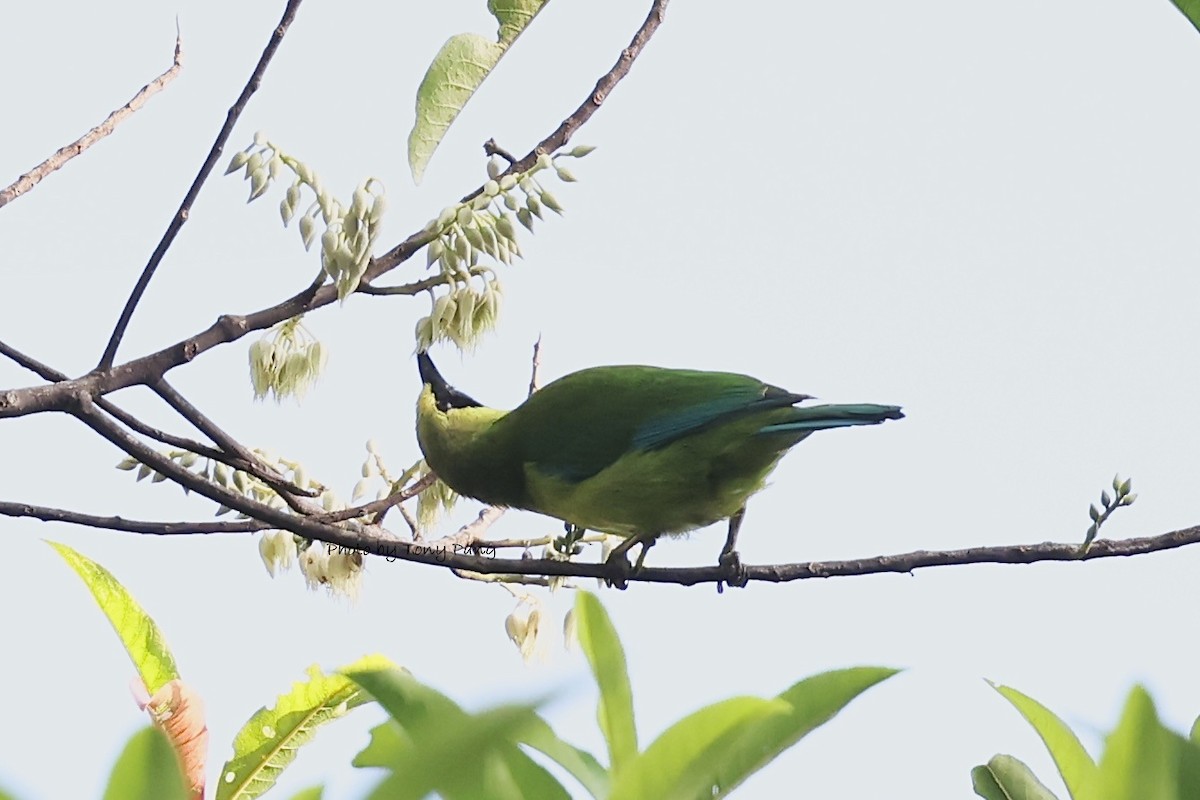Borneoblattvogel - ML639239461