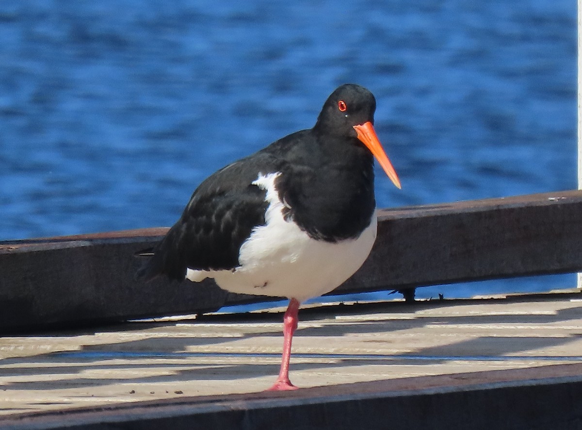 Pied Oystercatcher - ML639239502