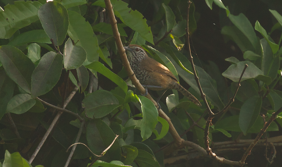 Spot-breasted Wren - ML639239590