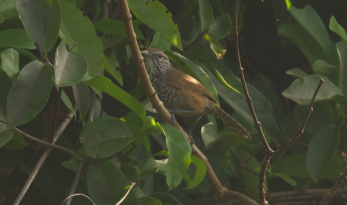 Spot-breasted Wren - ML639239591