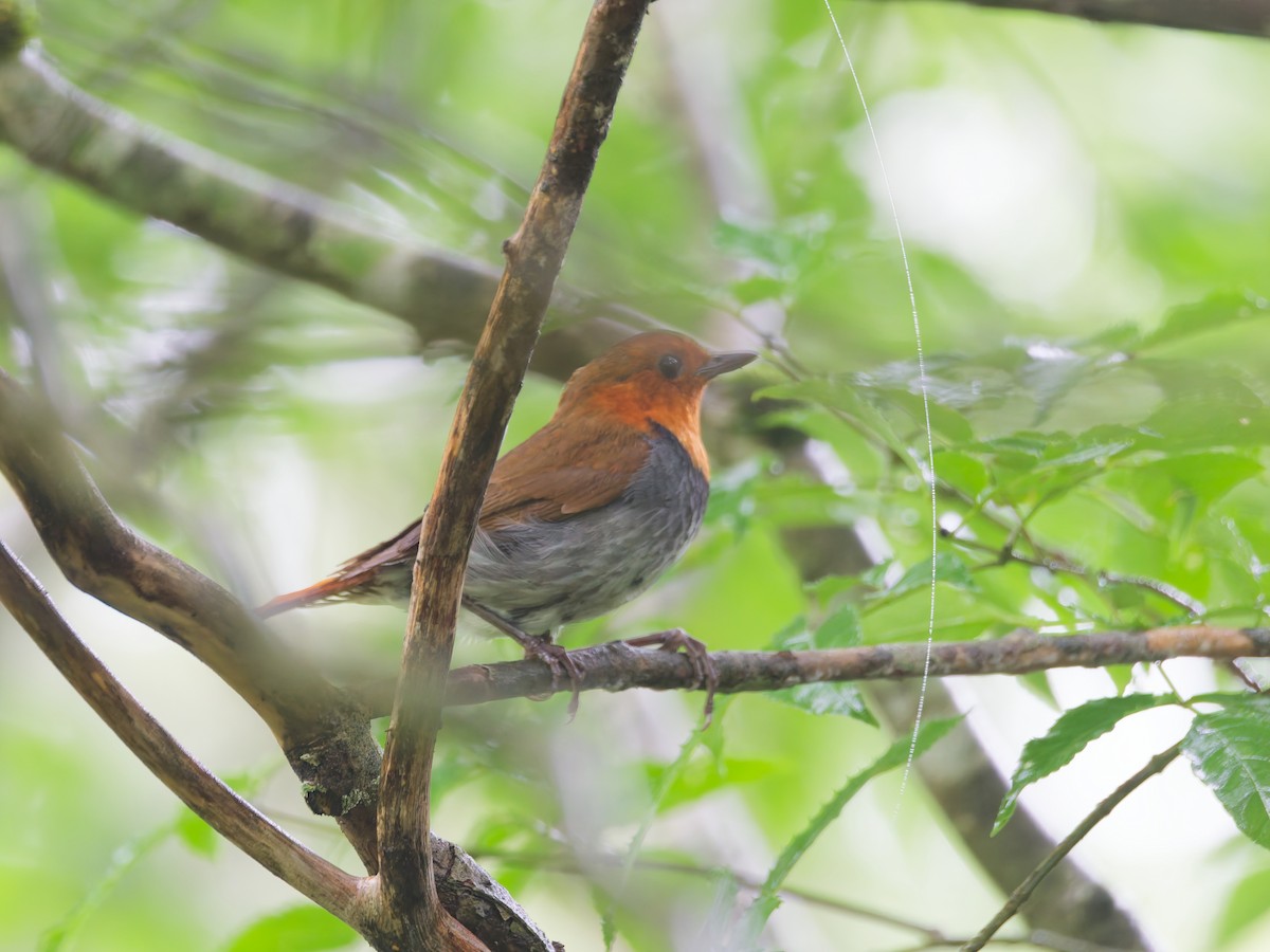 Rossignol akahigé - ML639239677