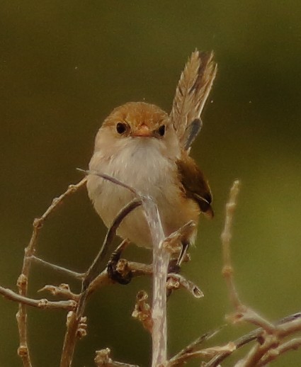 White-winged Fairywren (Blue-and-white) - ML639239704
