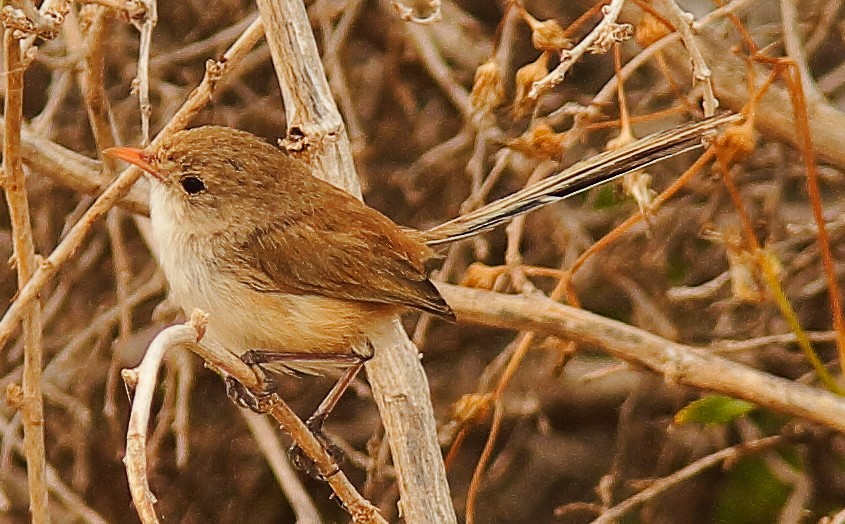 White-winged Fairywren (Blue-and-white) - ML639239705
