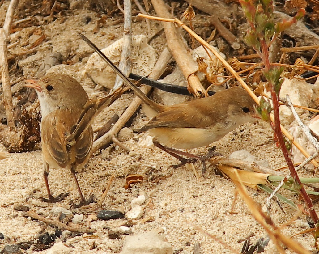 White-winged Fairywren (Blue-and-white) - ML639239707