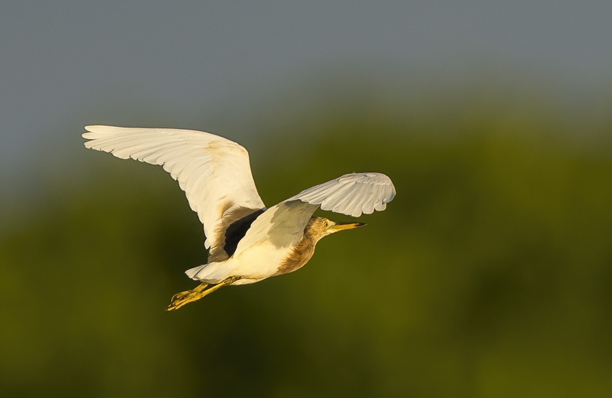 Javan Pond-Heron - ML639239945