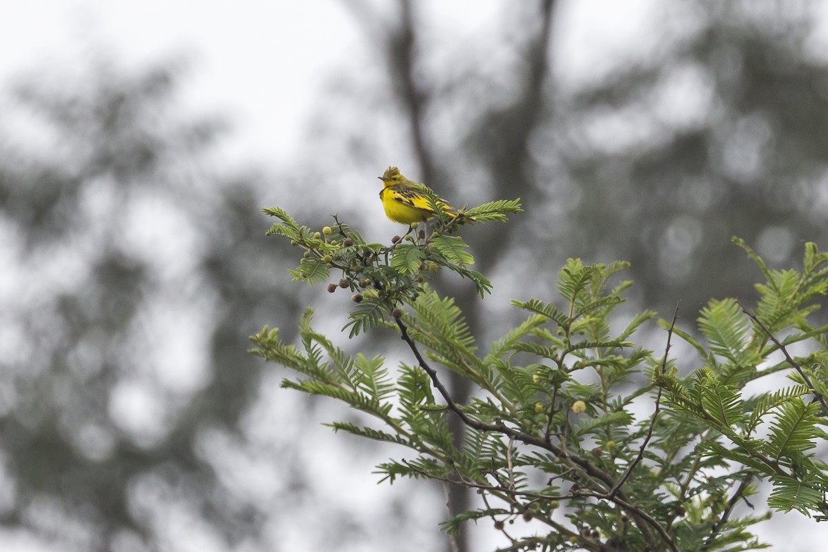 Pipit doré - ML639239953