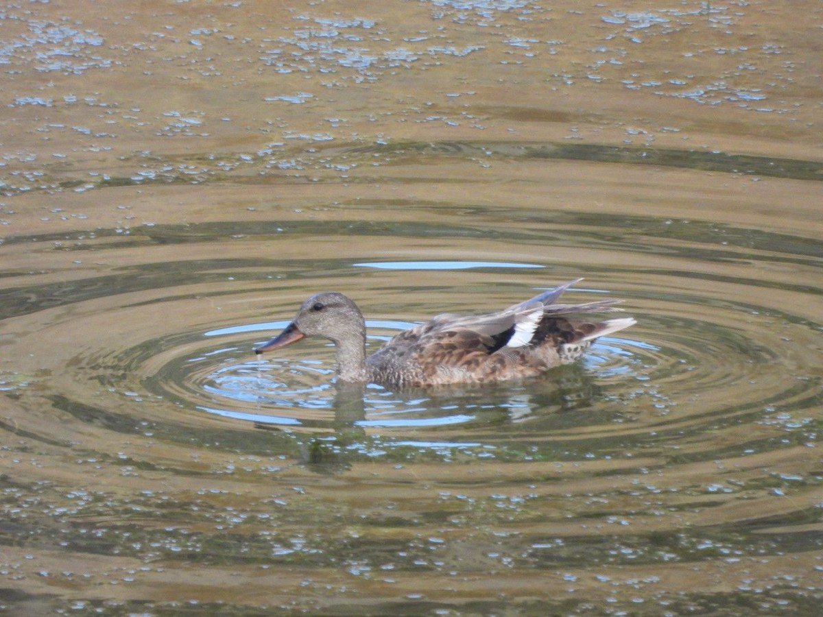 Gadwall - ML639239990